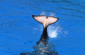 orca-74082_1280.jpg