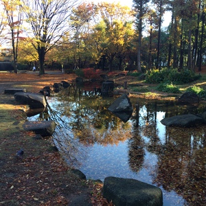 雨上がりの茅ヶ崎中央公園